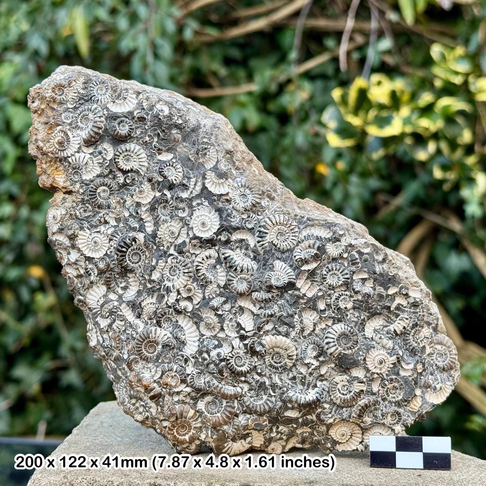 Promicroceras marstonense Fossil Ammonites Block, Marston Marble, Lower