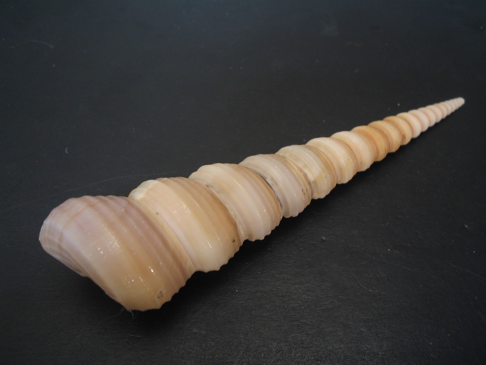 Amazing Form...TURRITELLA TEREBRA~118.1mm~Philippines SEASHELL