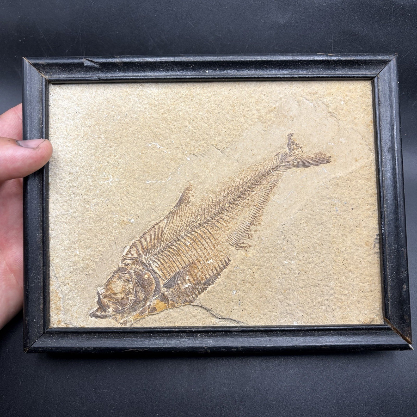 INCREDIBLE Framed Knightia Fish Fossil In Matrix Green River Wyoming 6.5” X 5.6”