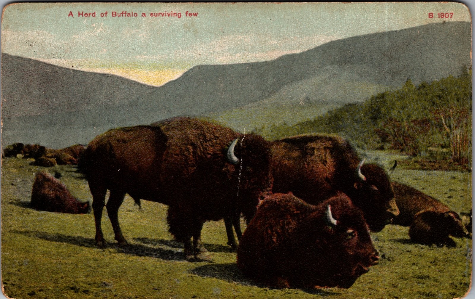 1907 A Herd of Buffalo a surviving few Chinook Montana Postcard