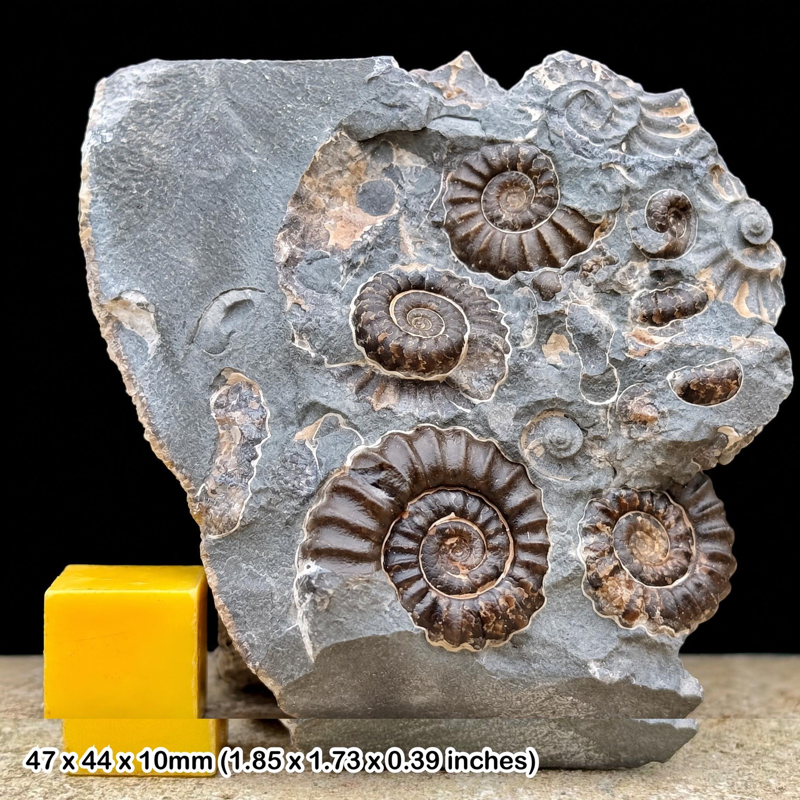 Promicroceras marstonense Fossil Lower Jurassic Marston Magna Ammonites Block