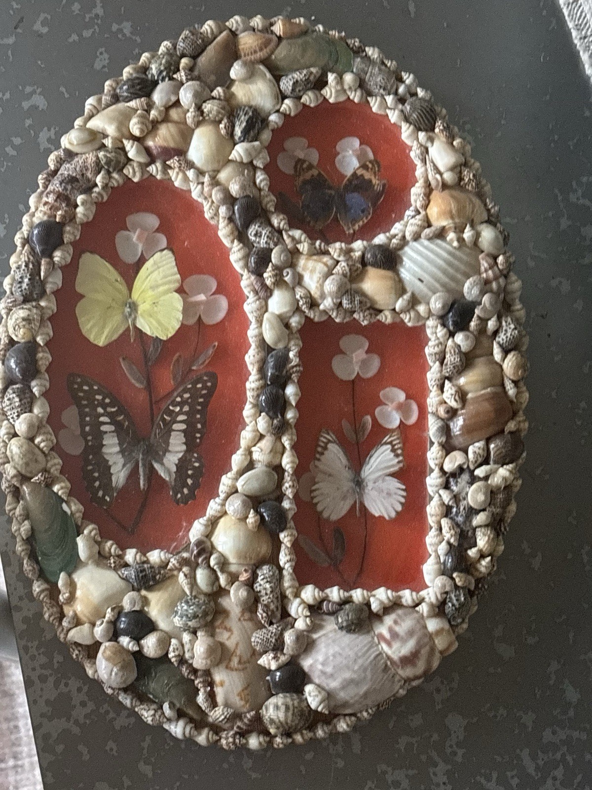 vintage Triple Paneled Butterfly taxidermy And Dried Florals In Natural Shell