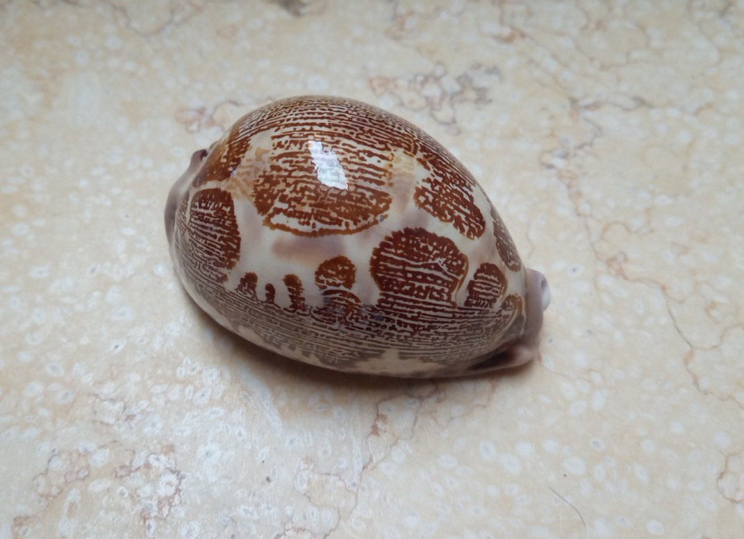 F Cypraea rosea mappa singularis great pattern75mm F++++F+++ natural glossy rare