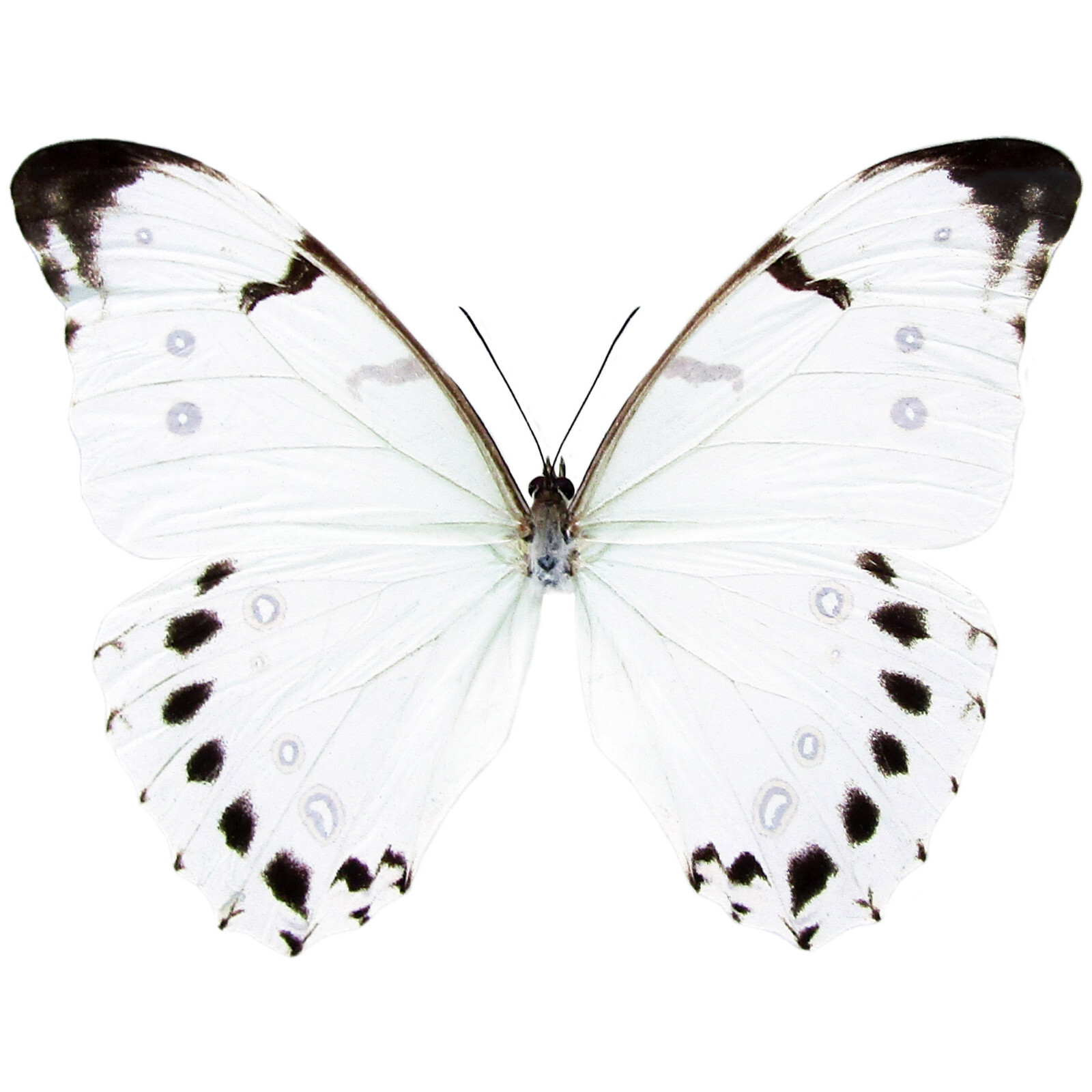 Morpho luna ONE REAL BUTTERFLY WHITE UNMOUNTED WINGS CLOSED GUATEMALA