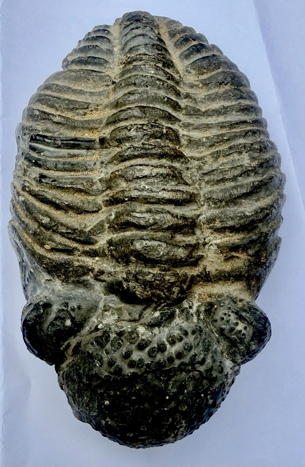 ANTIQUE 5” X 3” X 1 3/4” Thick TRILOBITE DROTOPS MEGALOMANICUS FOSSIL 482 grams
