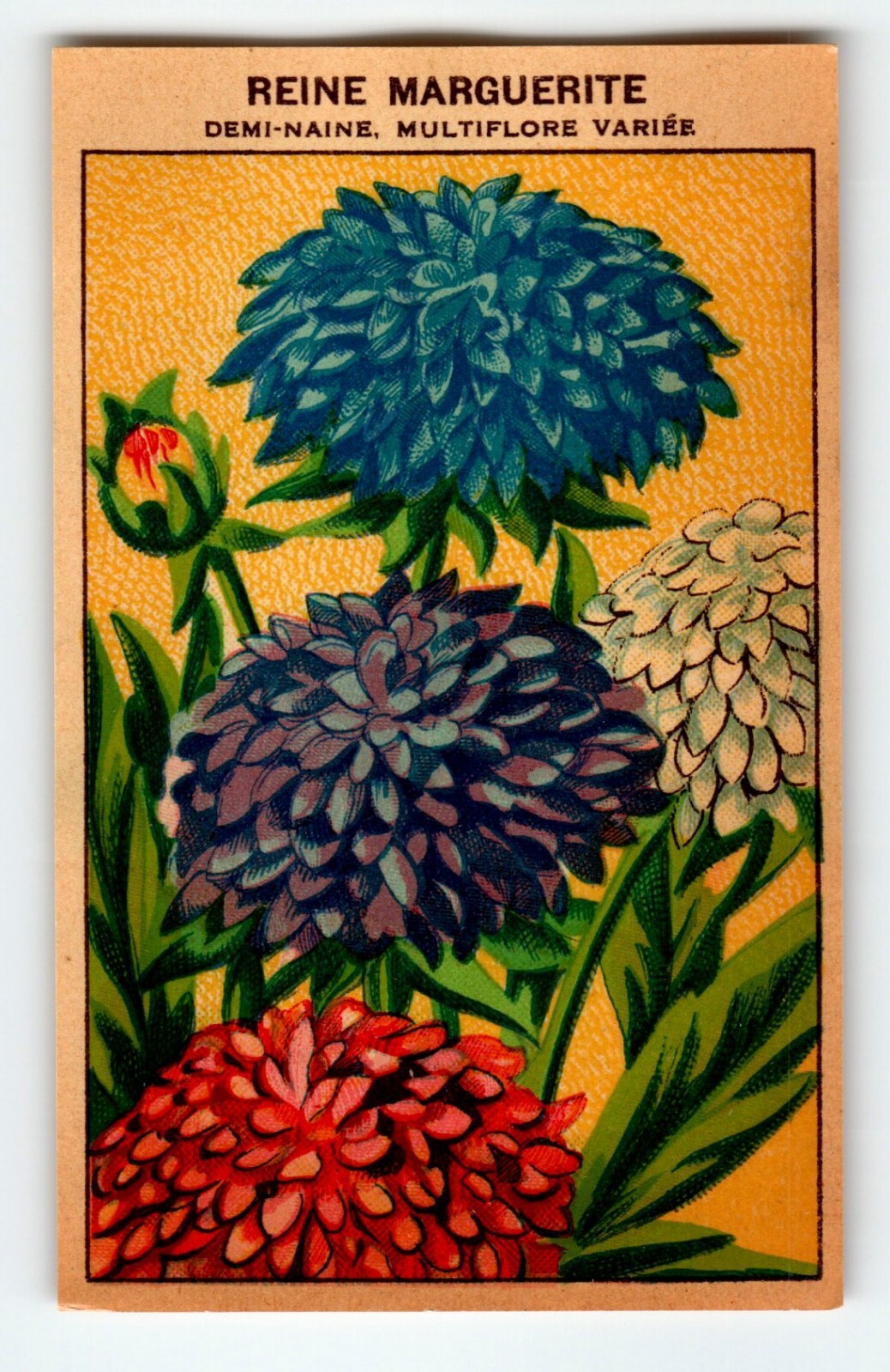 1920\'s Flower Art Print REINE MARGUERITE Lithograph Original Made For Seed Pack
