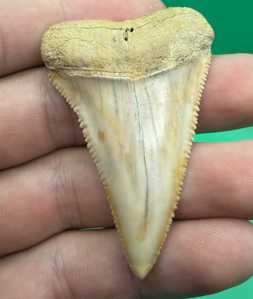 Museum Grade Great White Shark Tooth - Chile 2.34” No Repair Or Restoration