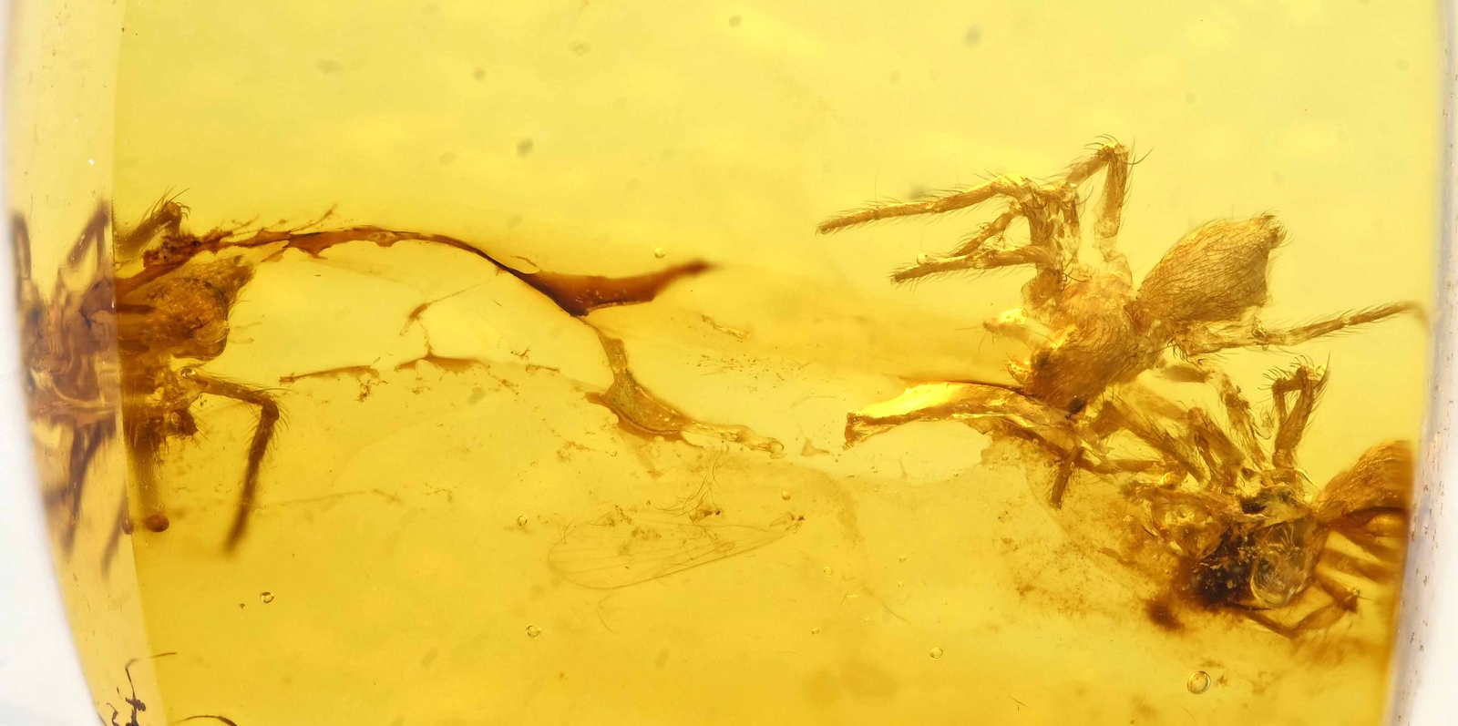 Small swarm of Spiderlings, Fossil Inclusion in Burmese Amber