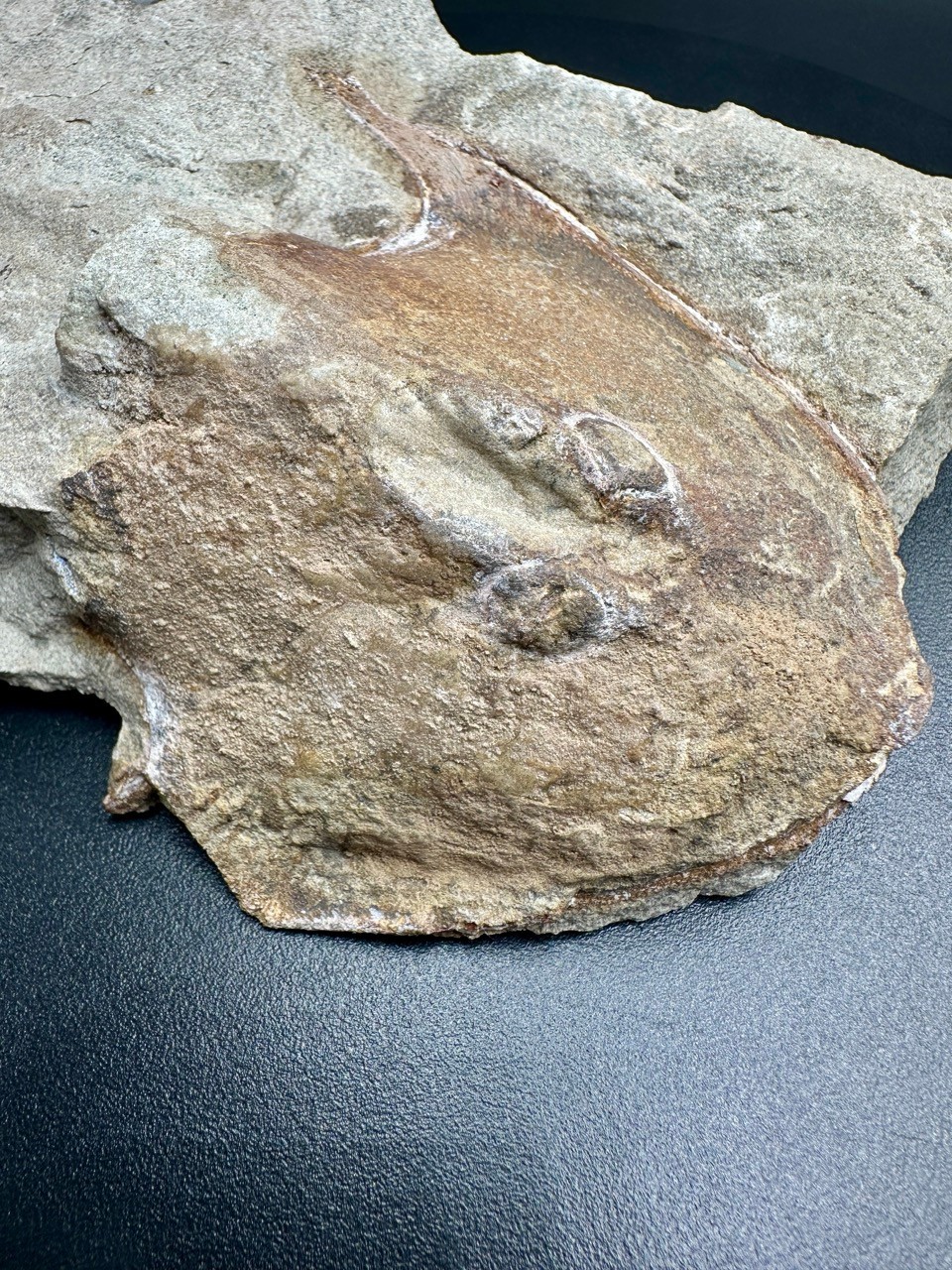 Rare Devonian fossil fish Ukrainaspis kozlowskii - Old Red Fm Ukraine
