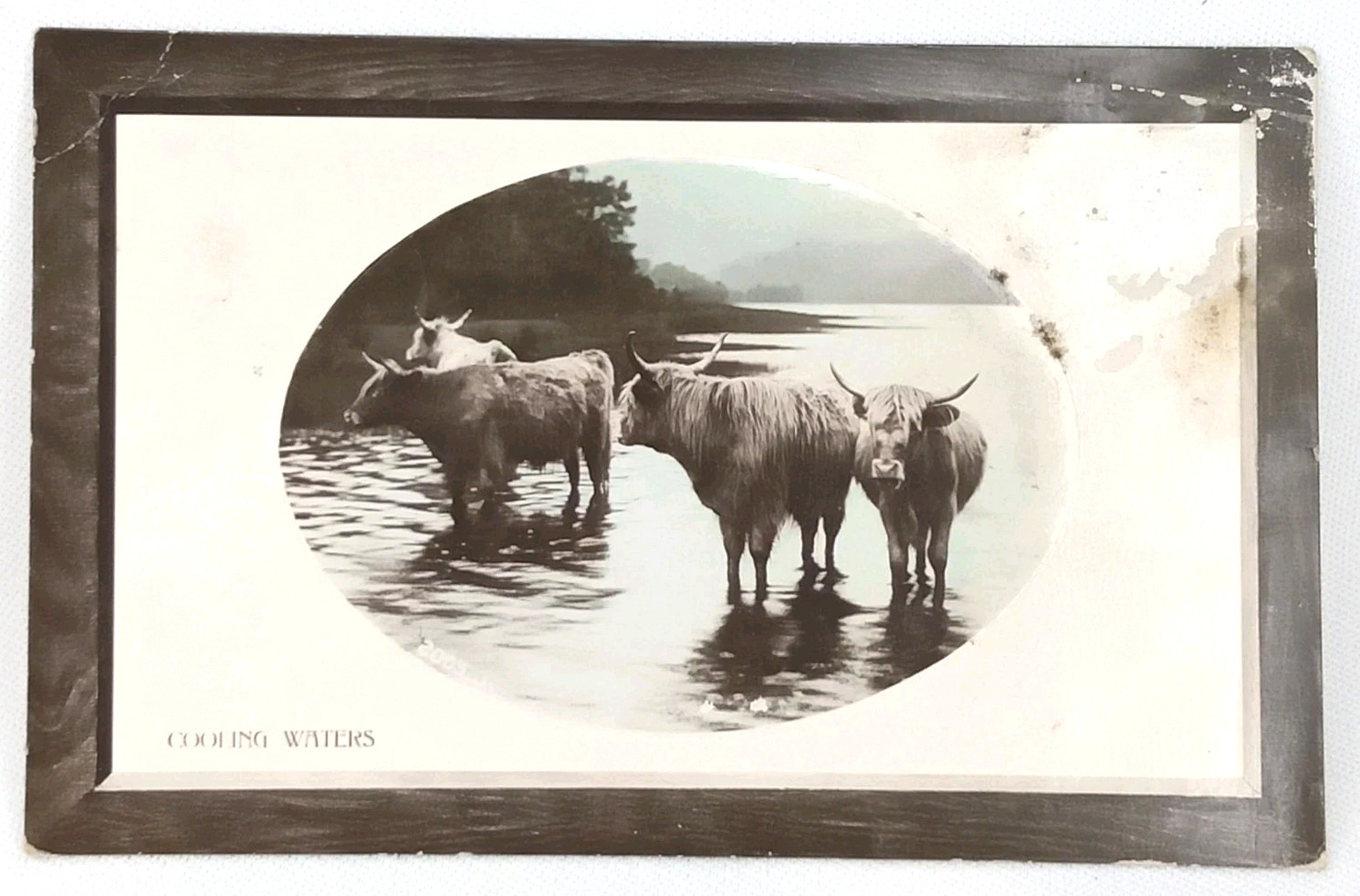 Antique Rotograph Real Photograph Postcard Bromide Paper RPPC Highland Cattle