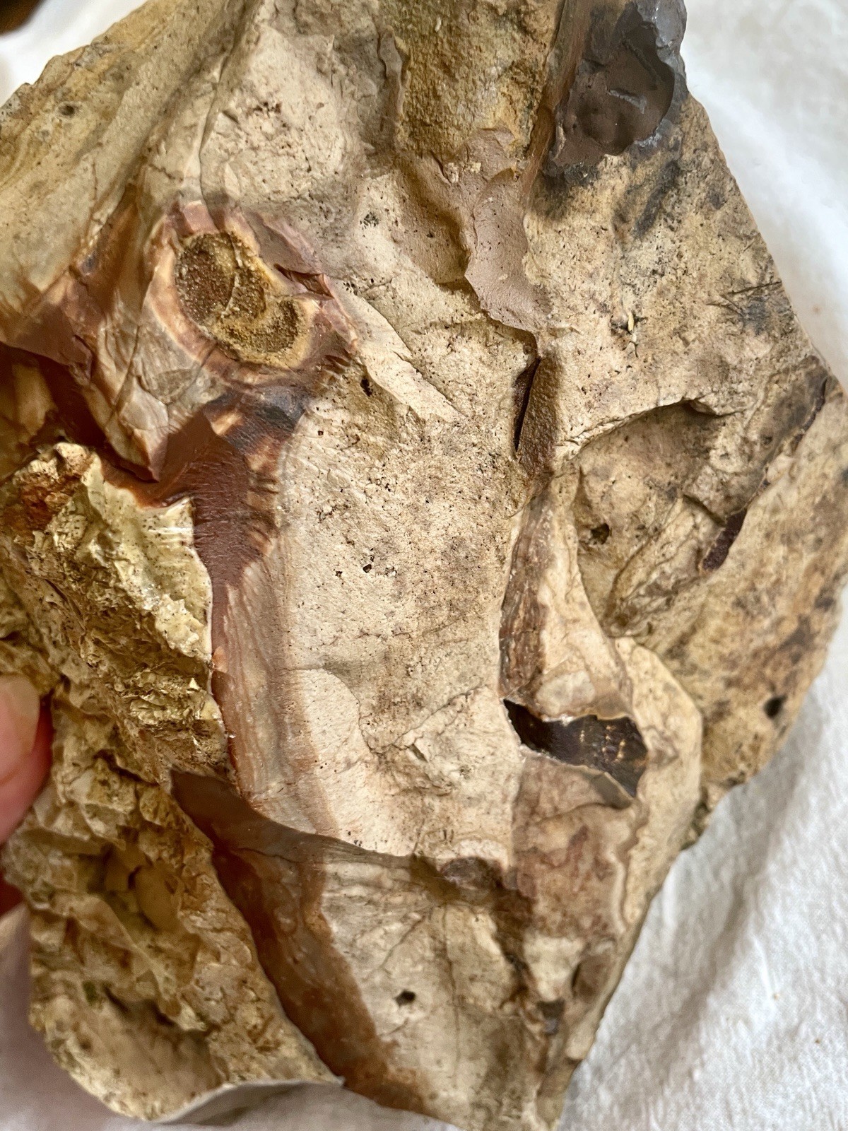 6.97 lb Biggs Picture Jasper  Lapidary Rough from Biggs, Oregon