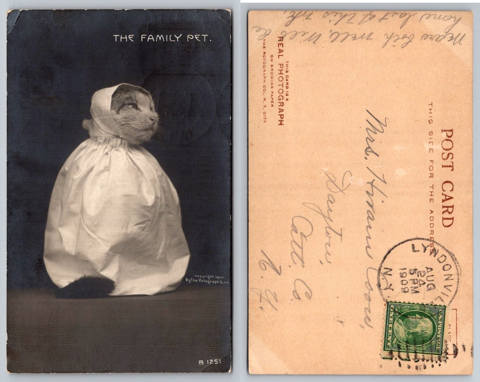 The Family Pet Cat in Bonnet Rotograph Co. Postcard