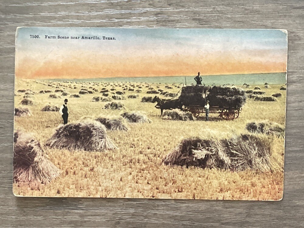 FARM SCENE NEAR AMARILLO TEXAS Vintage Postcard
