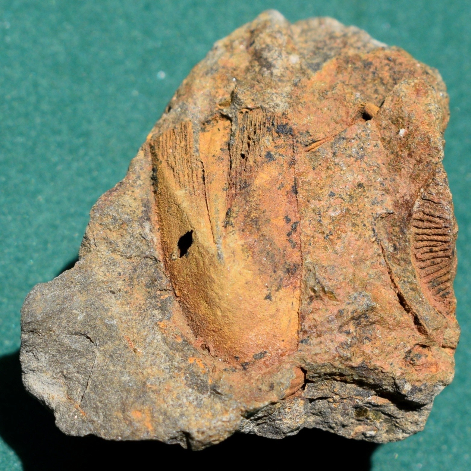 Blastoid, Pachyblastus dicki: Bolivia devonian rare fossil