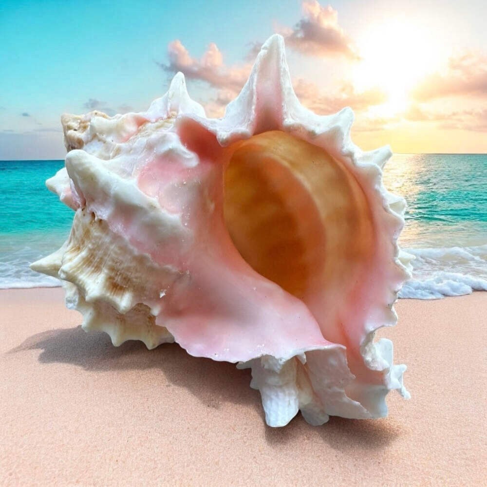 Large Murex Conch Seashell Rare Natural Pink White Decorative Ocean Sea Shell