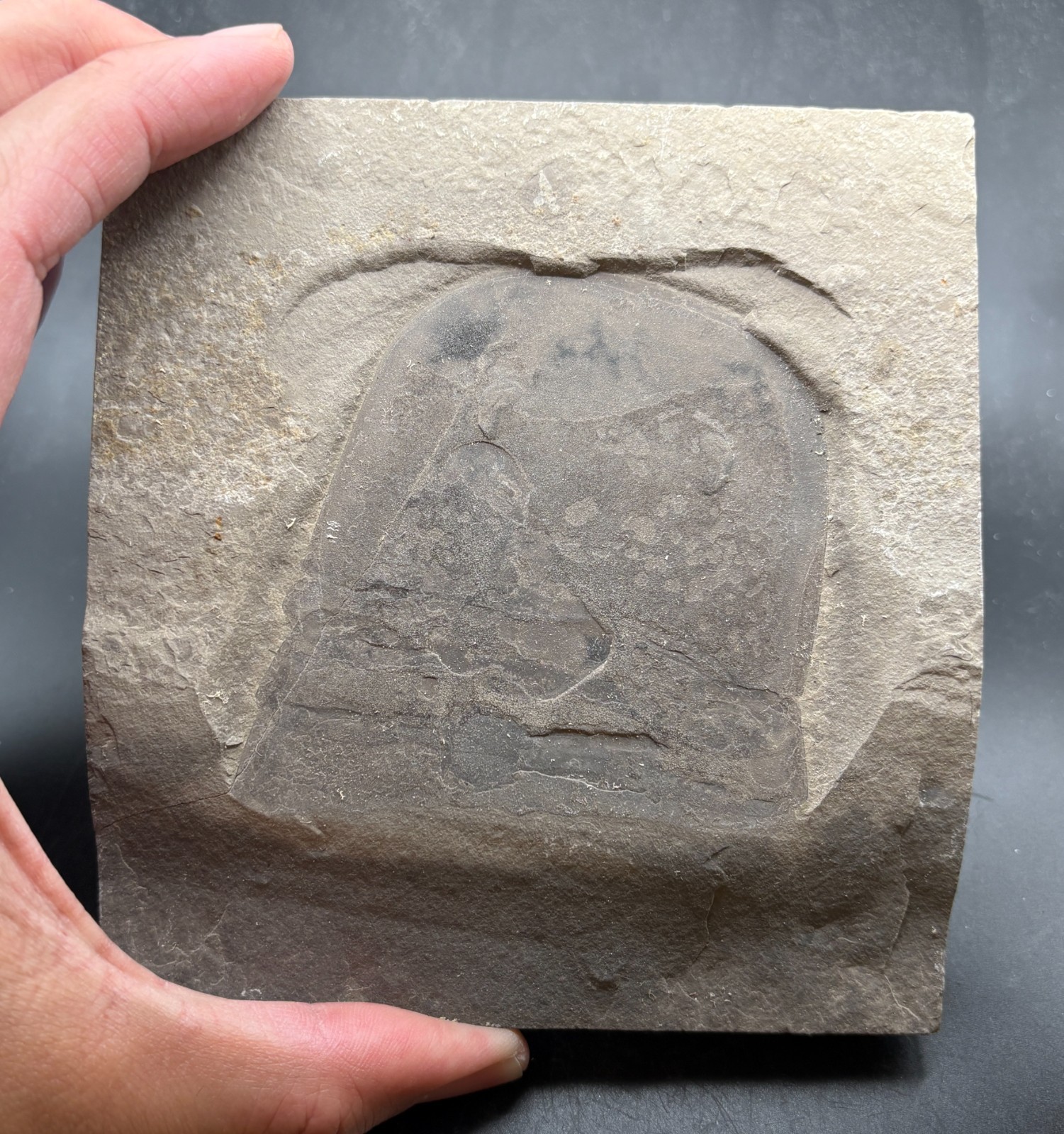 Huge 7 cm wide Eurypterid head - Eurypterus remipes - Silurian Herkimer, NY