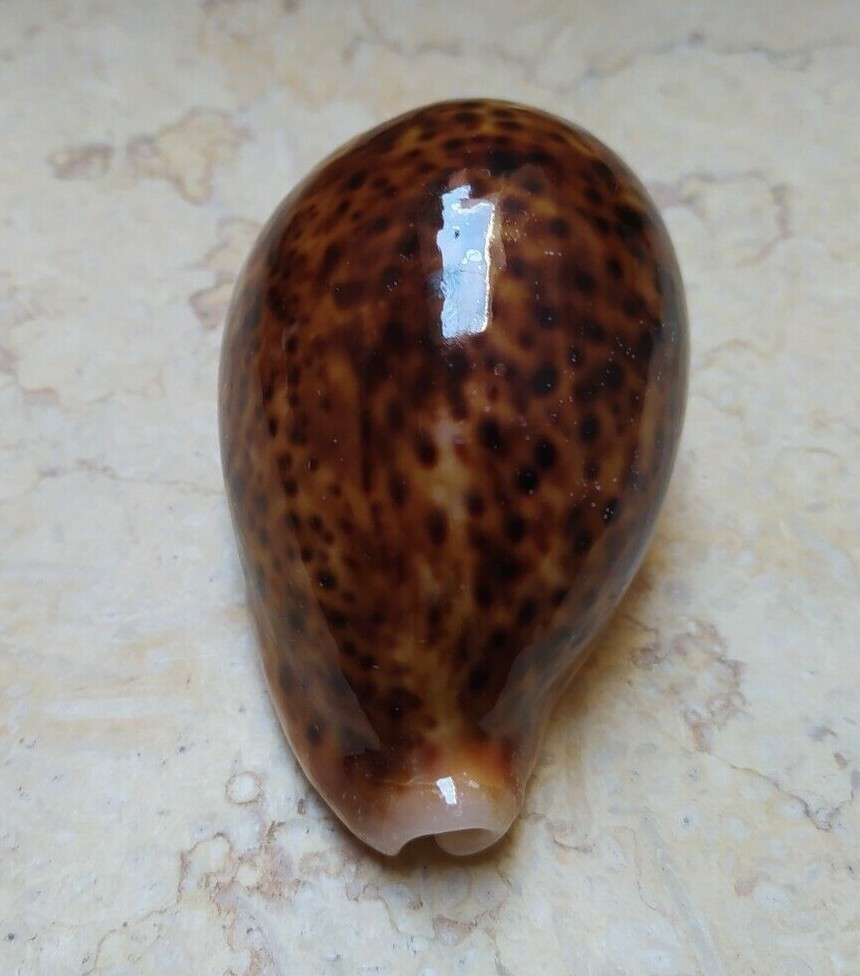 F Cypraea pantherina NICE RED COLOR   91.5mm F+++  red sea super natural glossy