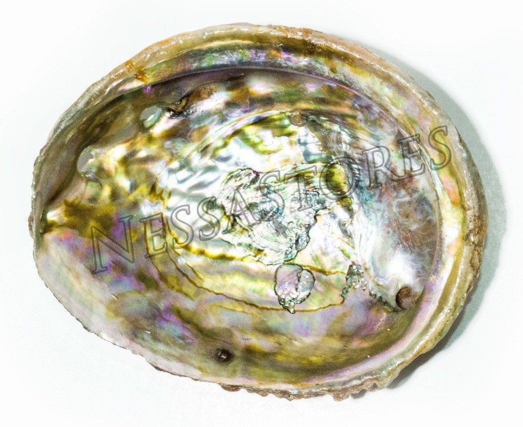 Pink Abalone Sea Shell One Side Polished Beach Craft 3