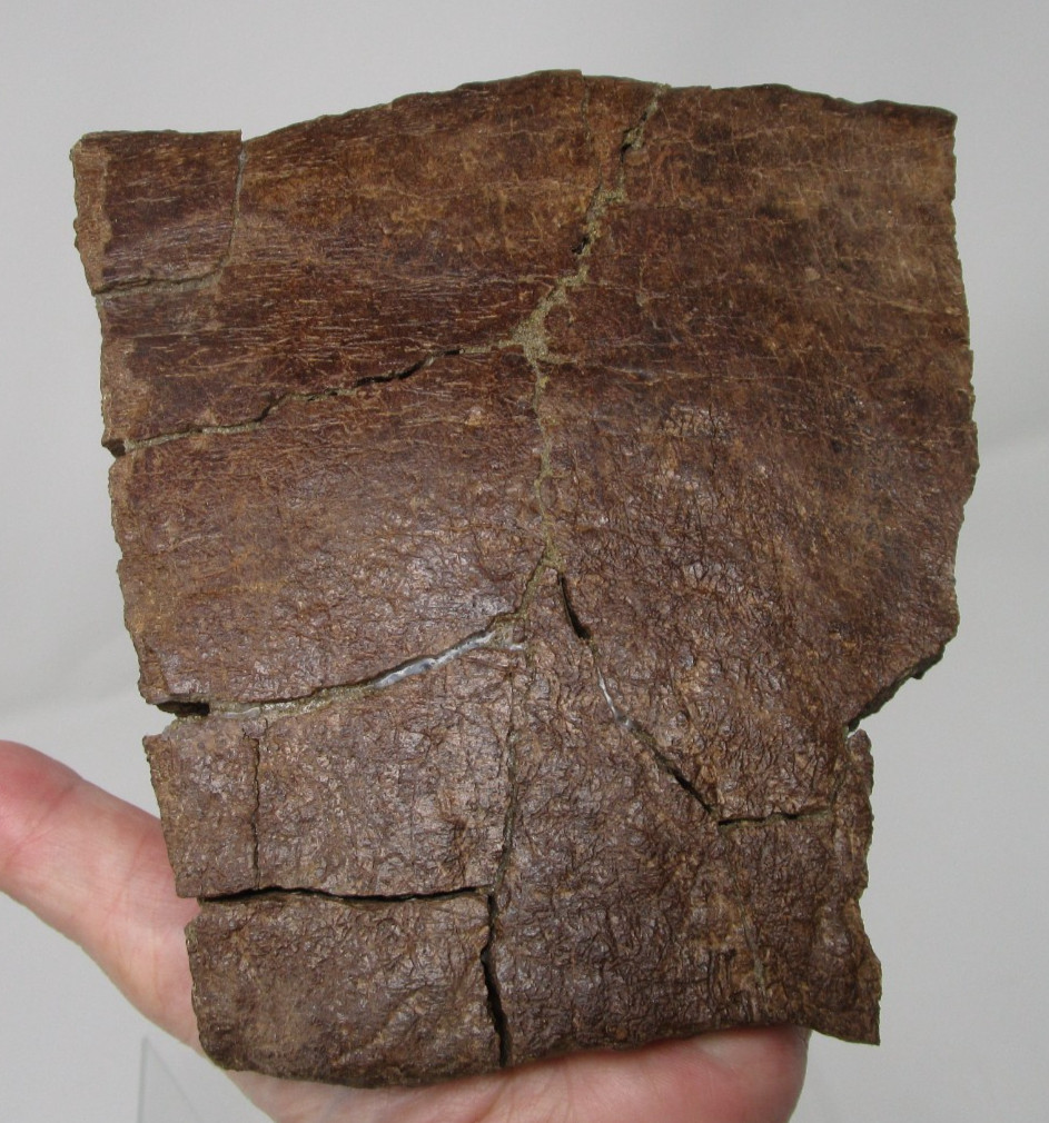 Awesome Large Triceratops DinosaurFossil Frill Edge Piece Hell Creek Fm S Dakota