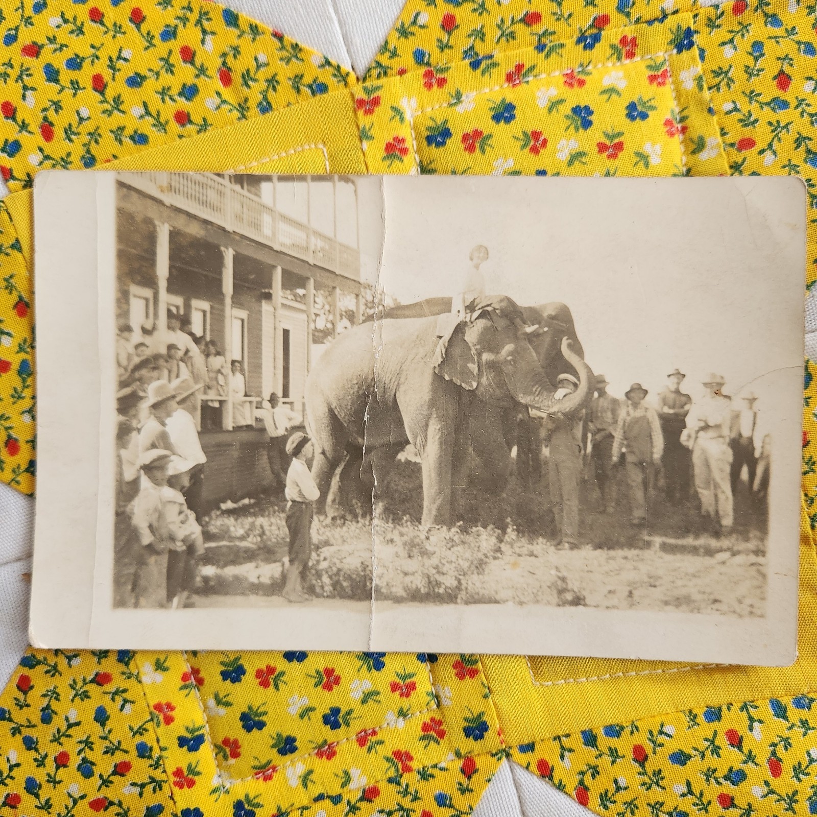 Antique RPPC Photo Postcard Beautiful Woman Riding Elephant Men Watching 1900s