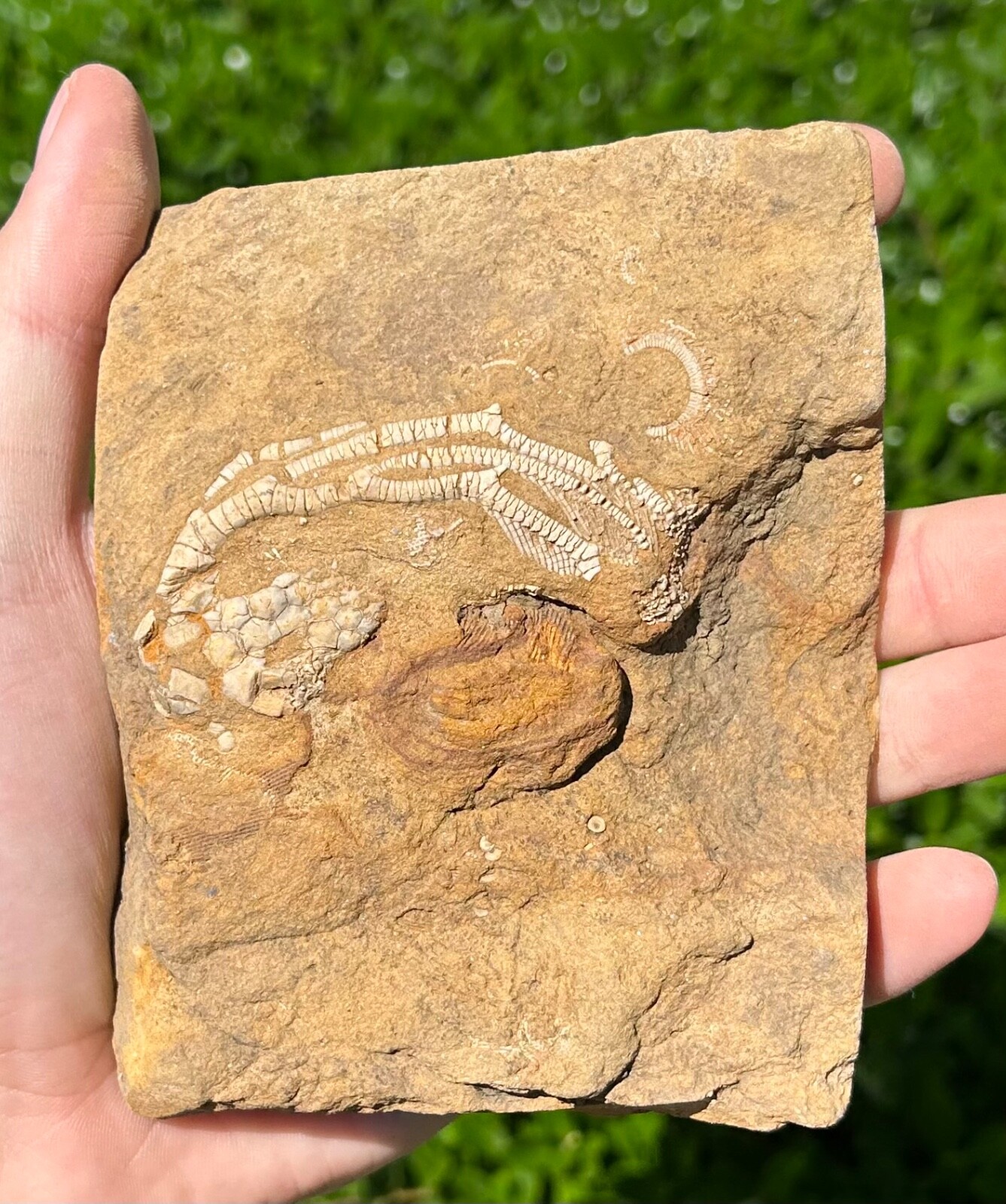 RARE Fossil Crinoid in Matrix Rhopocrinus spinosis Alabama Bangor Limestone Fm