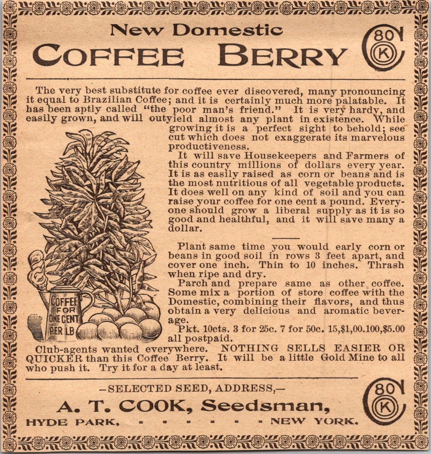 New Domestic Coffee Berry AT Cook Hyde Park NY 1906 Minneapolis Ad 5AL1-H3