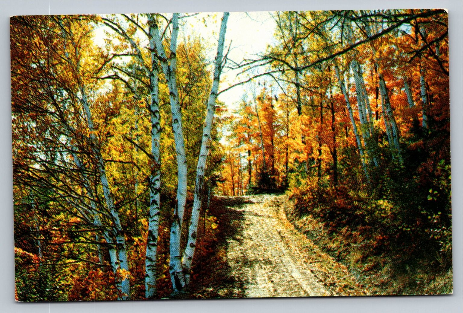Vintage Fallsview Store Restoule Ontario Canada Autumn Postcard