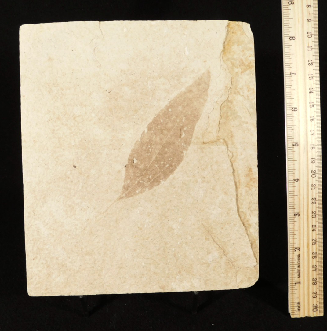 NICE 50 Million Year Old LEAF FOSSIL 100% Natural From Wyoming 380gr