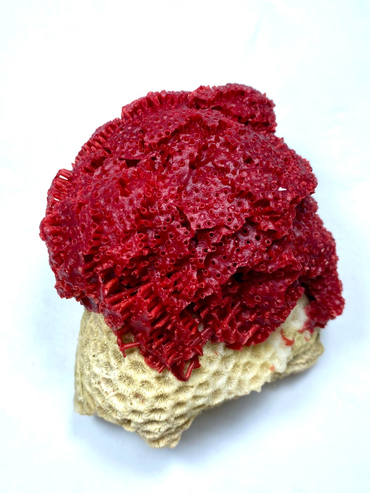 Rare Red Coral Colony on Natural Flower Coral Matrix | Oceanic Specimen Marinera