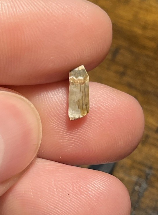 Small Tyrannosaurus Rex Tooth Fragment Hell Creek Formation SD Dinosaur Fossil