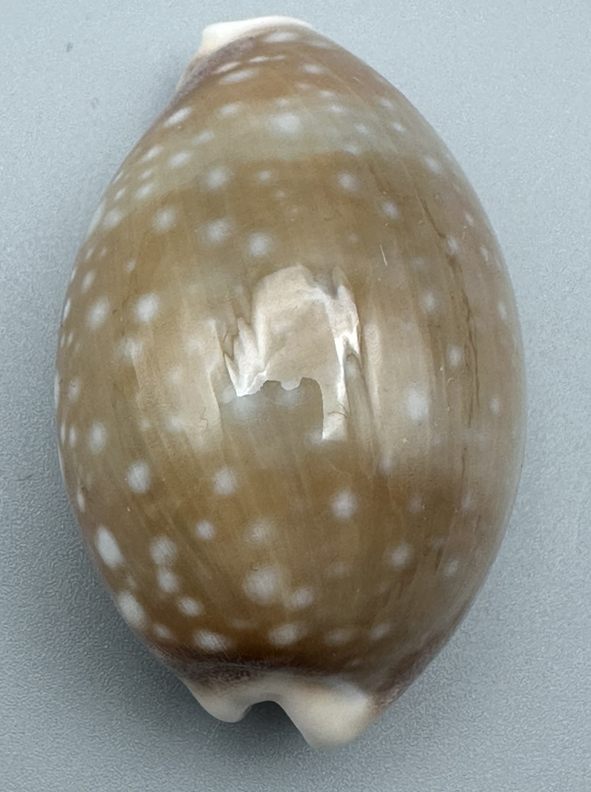 Lyncina vitellus 50.55mm Special Olive Color Pacific Deer Calf Cowrie Shell