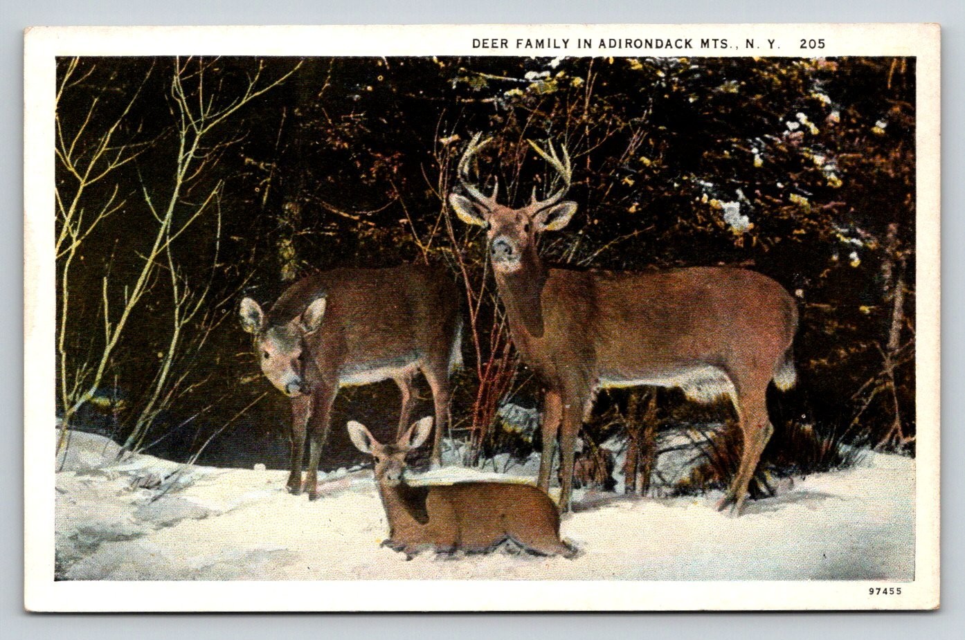 Deer Family Adirondack Mts NY Vintage Postcard C.T. American Art