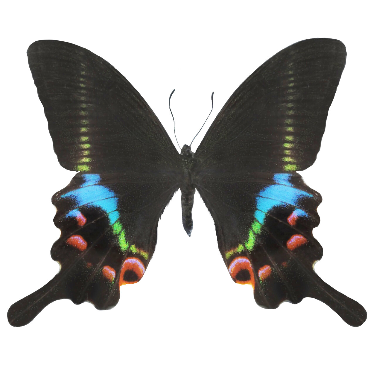 Papilio krishna blue green pink swallowtail butterfly Vietnam wings closed