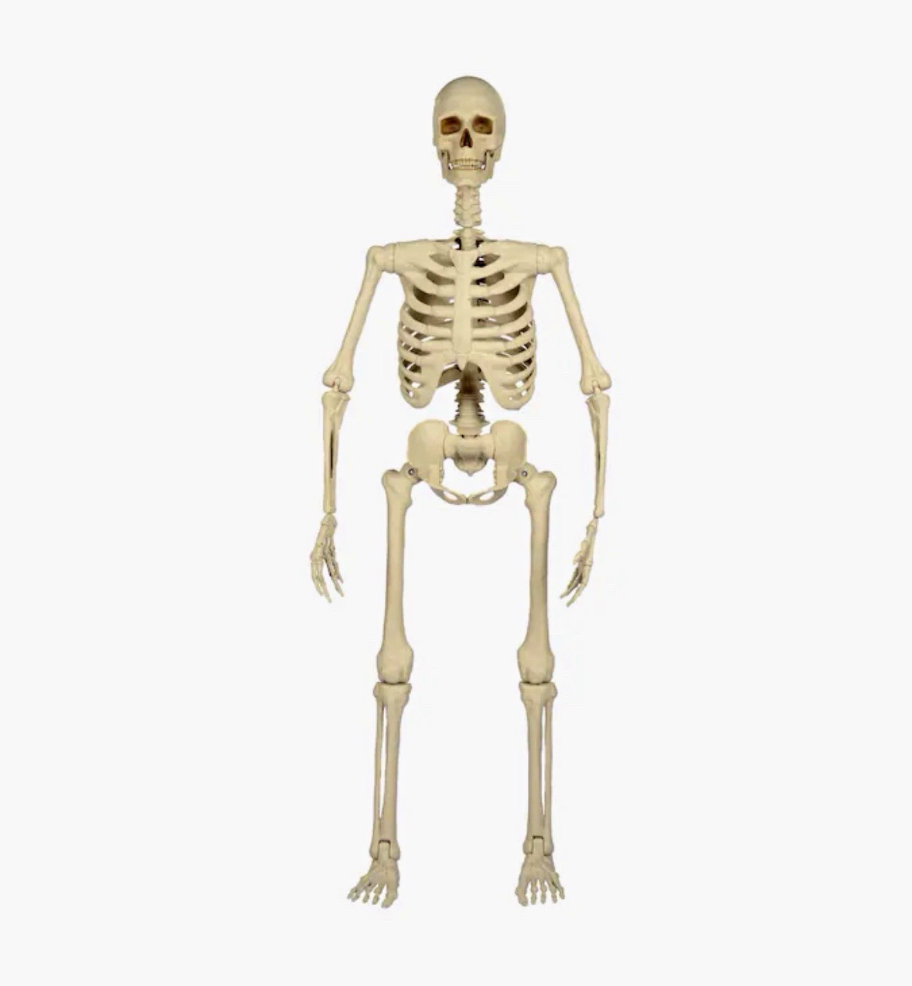 5-ft Ultra Posable Skeleton Halloween Decoration
