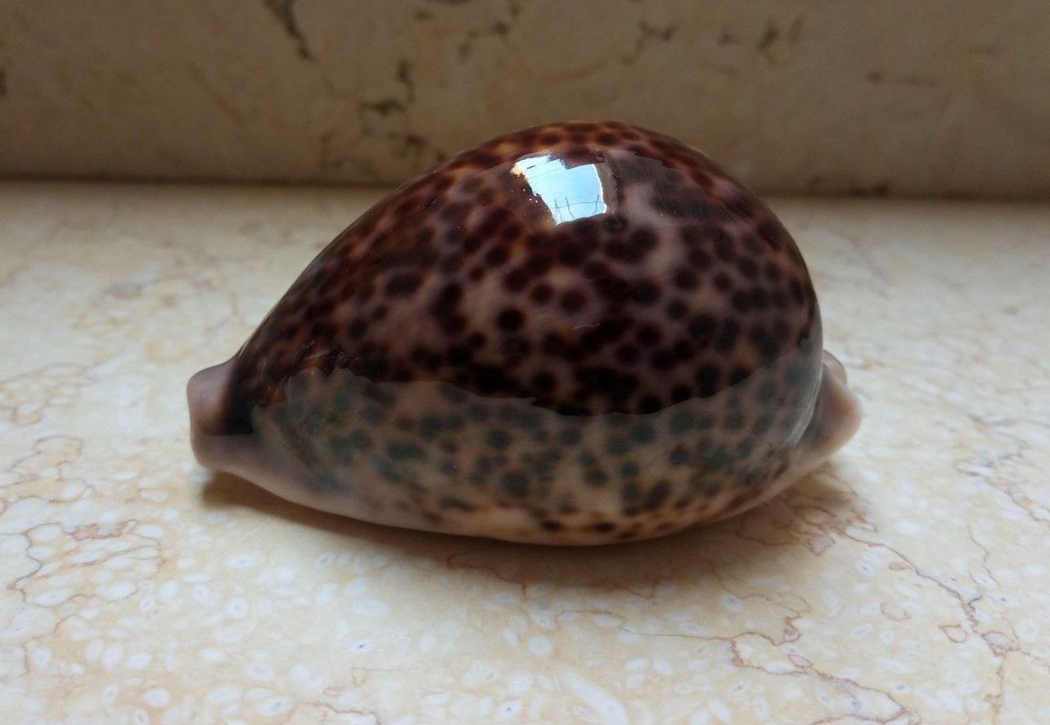 F cypraea pantherina HUGE SIZE 96.2 mm F++++F+++  specimen NICE red sea shell