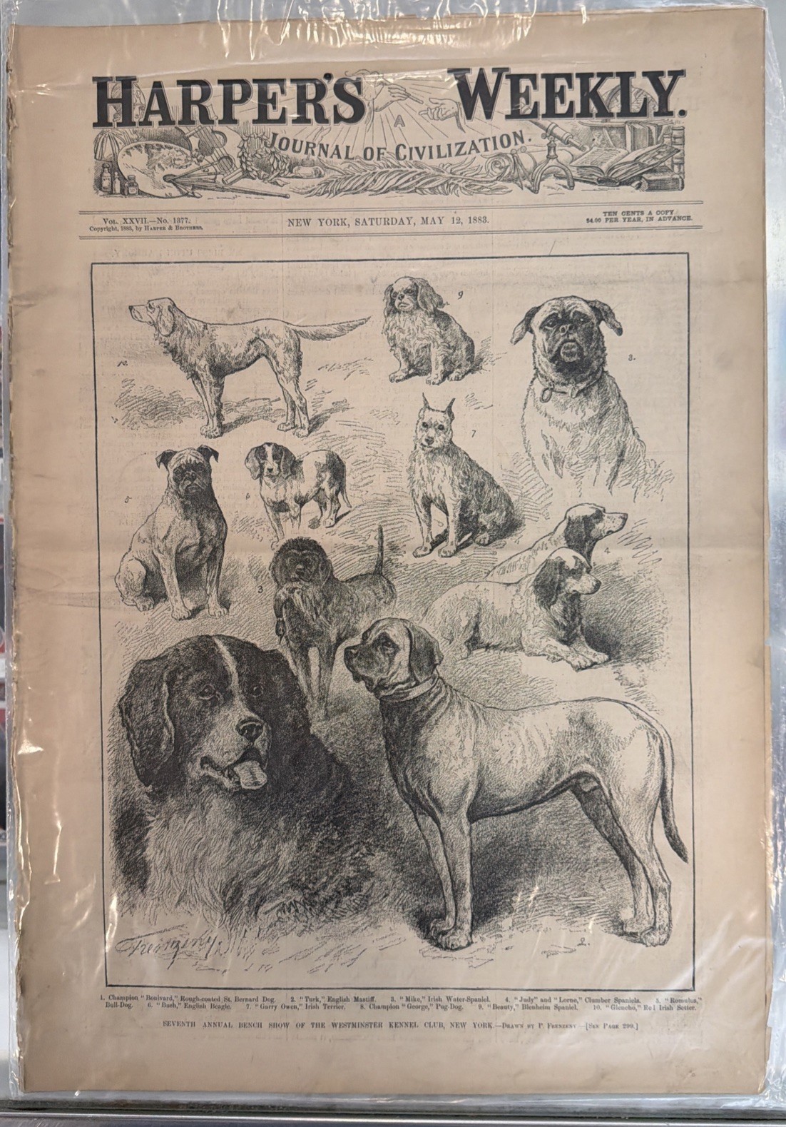 1883 Harpers Weekly May 12 Westminster Kennel Club Bench Show St. Bernard Dog
