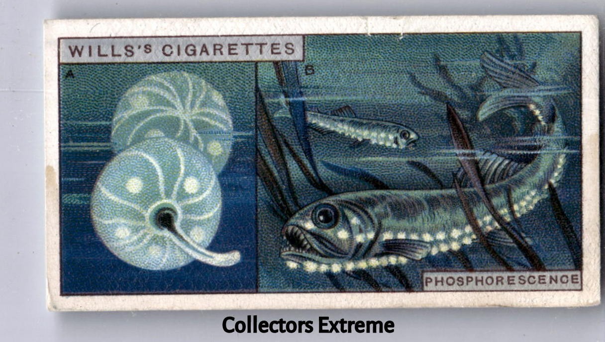 1926 Wills's Do You Know Tobacco Card #37 Phosphorescence