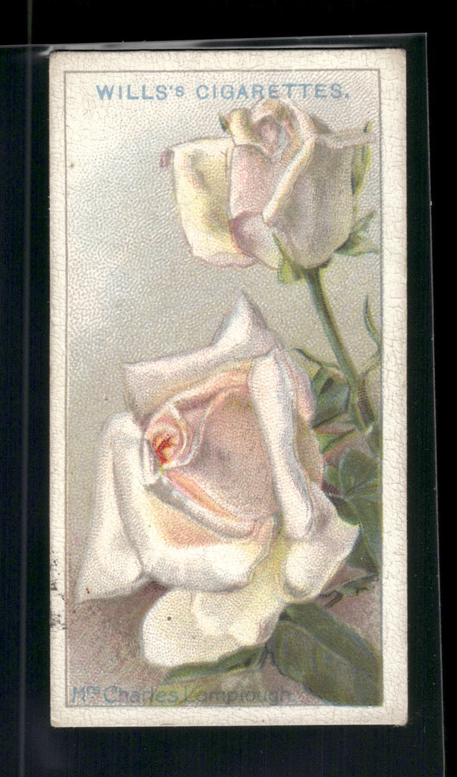 1926 Wills's Roses #37 Mrs. Charles Lamplough