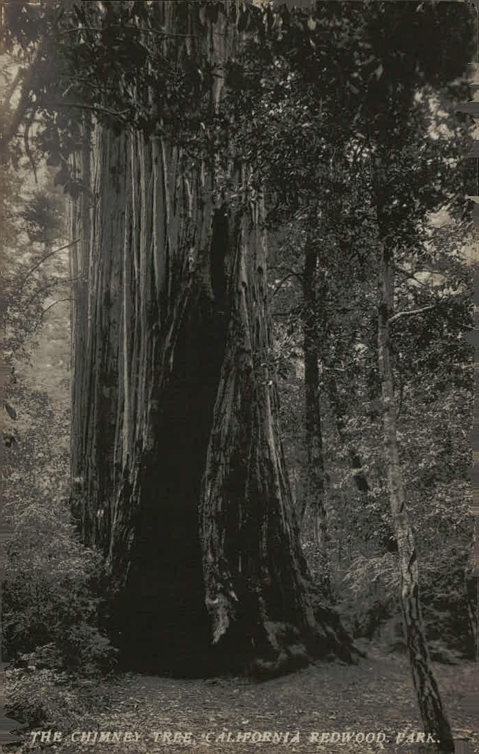 Antique Chimney Tree Giant Redwood California Redwood Park RPPC Postcard