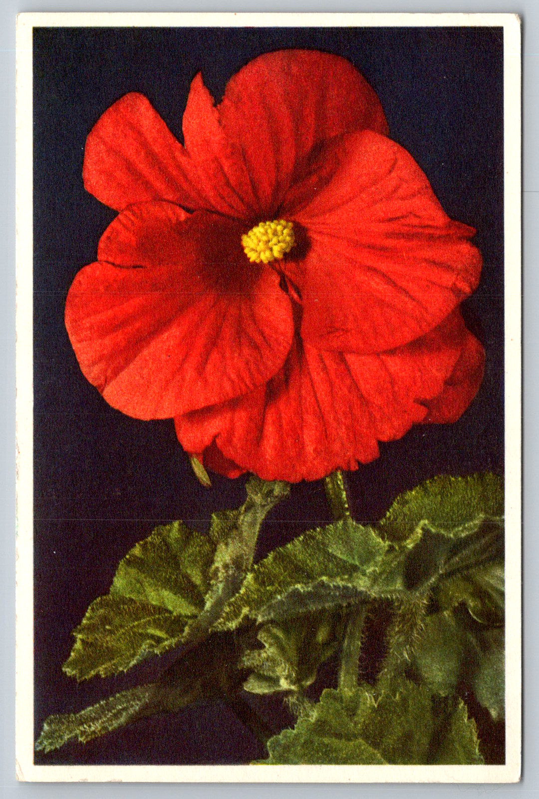 c1940s Begonia Flower Print Switzerland No.13 Postcard
