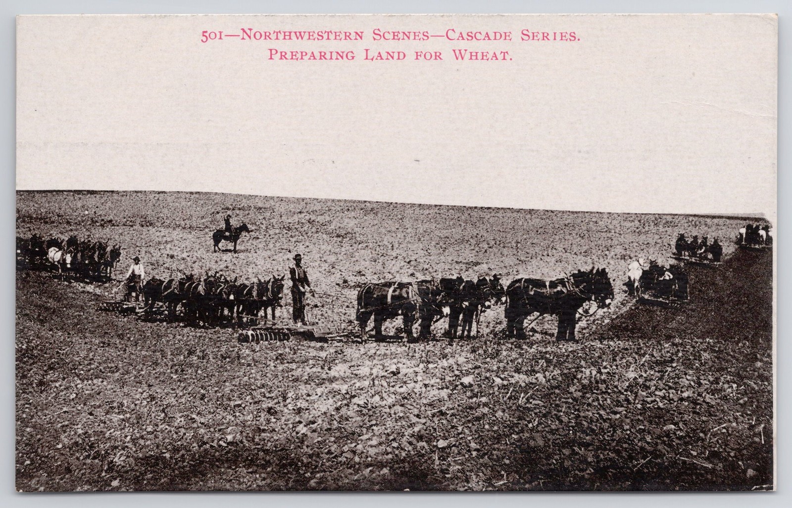 Horses Preparing Land for Wheat Cascade Series postcard Northwestern Scenes