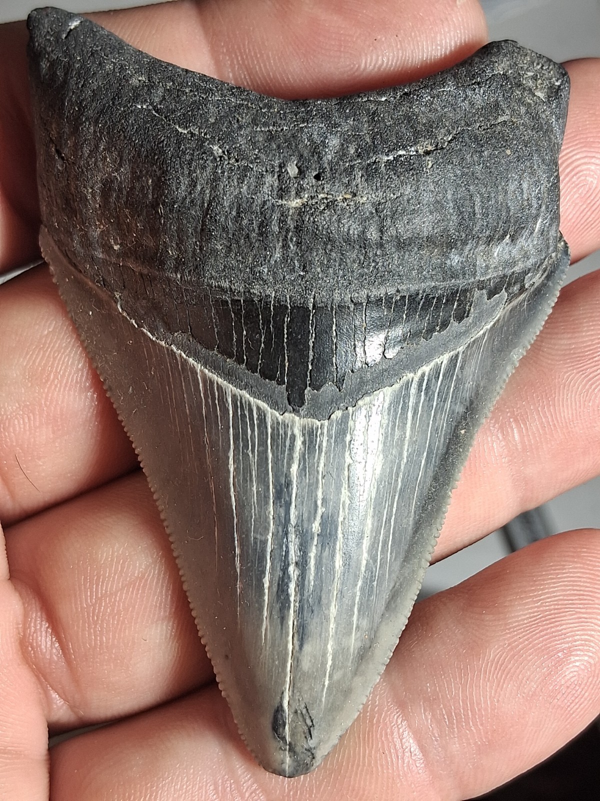 Beautiful Venice Beach Megalodon  3.21 Golden Beach
