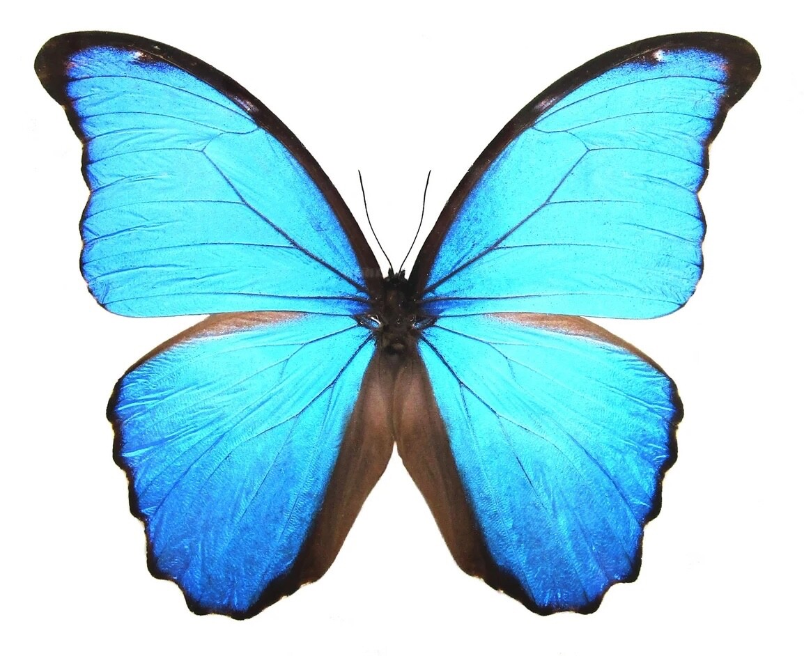 LOT OF 5 MORPHO DIDIUS A- GOOD CONDITION UNMOUNTED. REAL BUTTERFLY. BLUE MORPHO