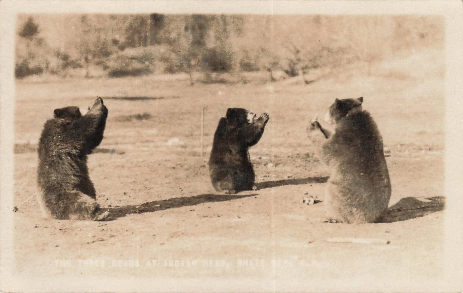 RPPC Three Bears Begging Indian Head NH 1926 E.D. Putnam Real Photo Postcard
