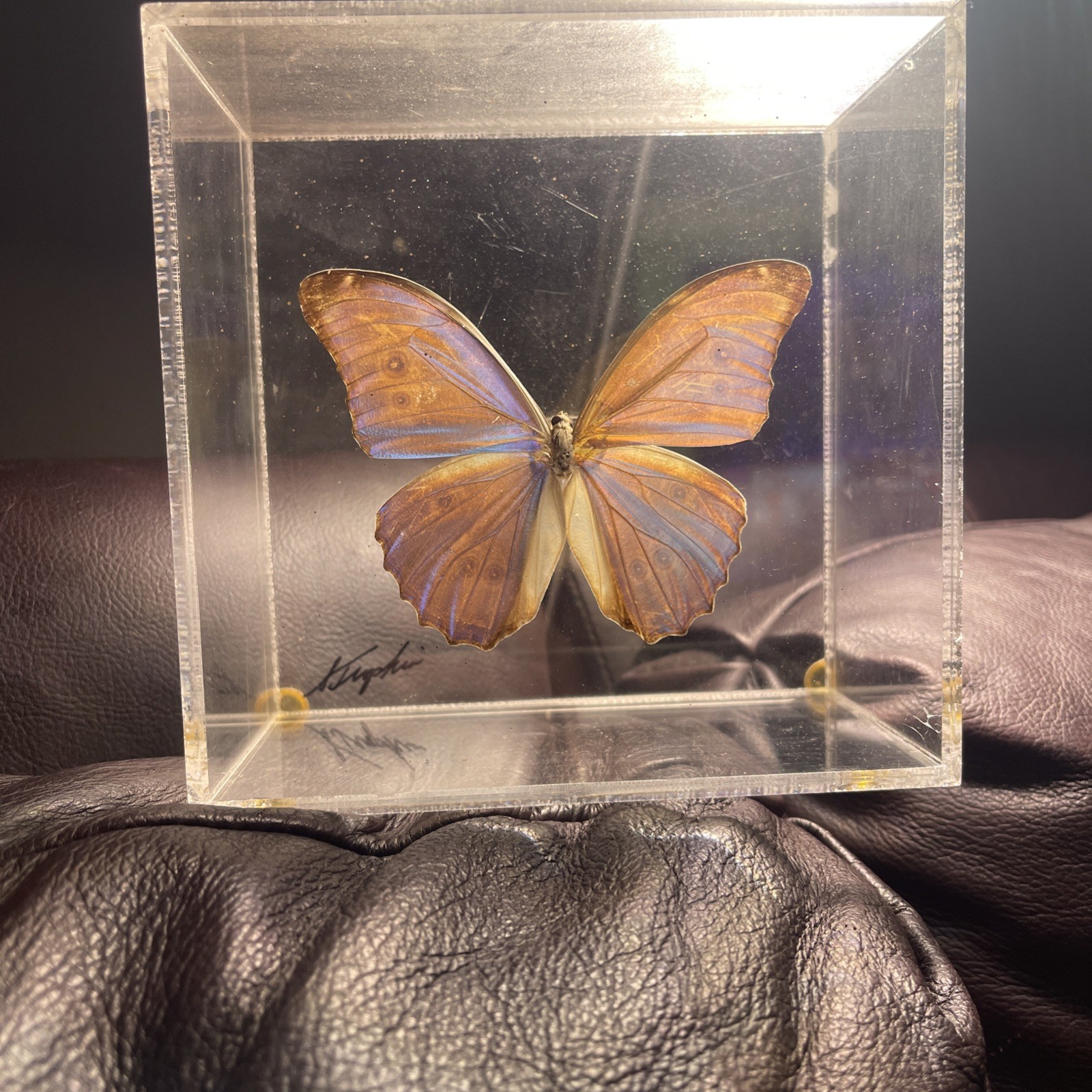 Vintage Signed SAM TROPHIA Real Morpho Butterfly Acrylic Lucite Taxidermy Box