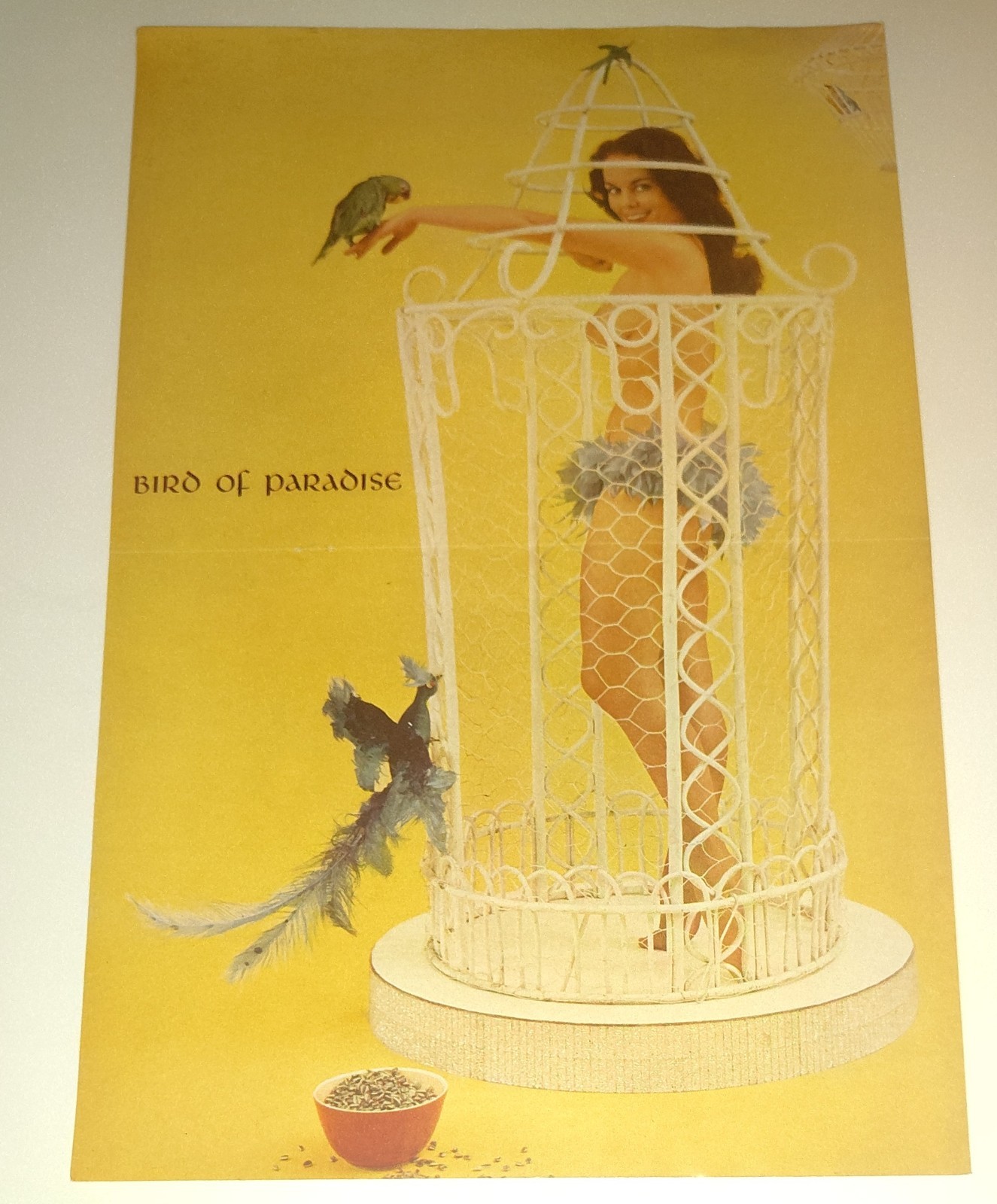 Vintage 1950s Bird Of Paradise Pinup Photo Art Compleat Bachelor Layout Set Lot
