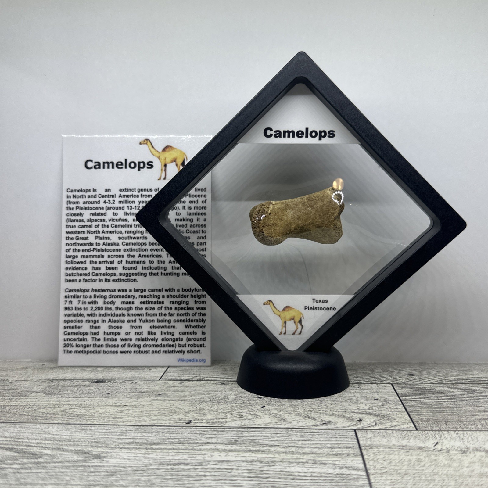 Camelops Prehistoric Ice Age Toe Bone Fossil in Display Case