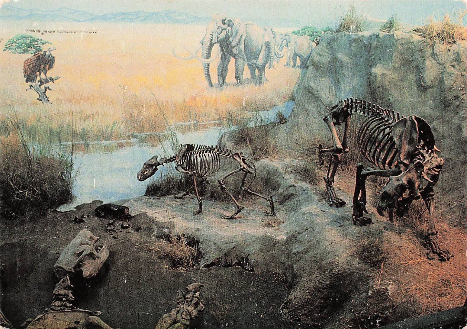 Rancho La Brea Los Angeles Dinosaur Jurassic Museum Skeleton 6x4 Postcard F34