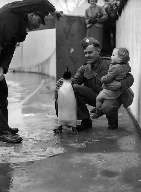 Meeting the penguins at London Zoo Historic Old Photo