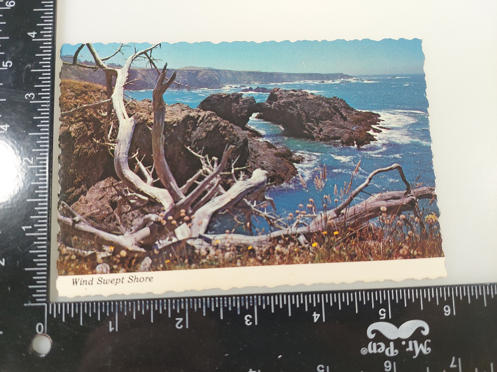 Postcard Wind Swept Shore Northern California driftwood Vintage